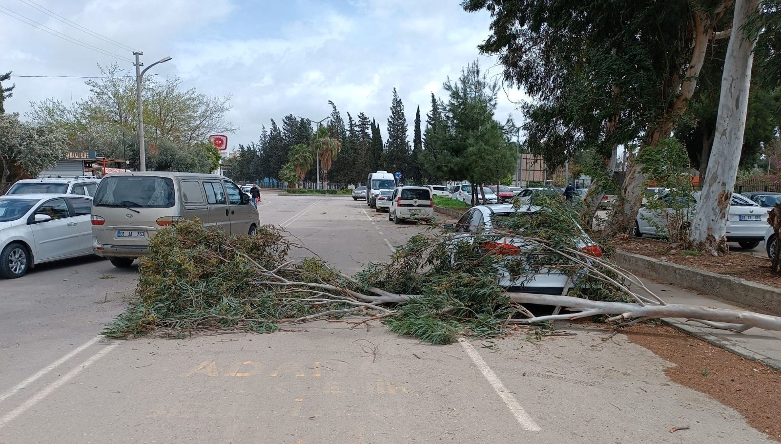 Adana’da fırtına ağaçları devirdi