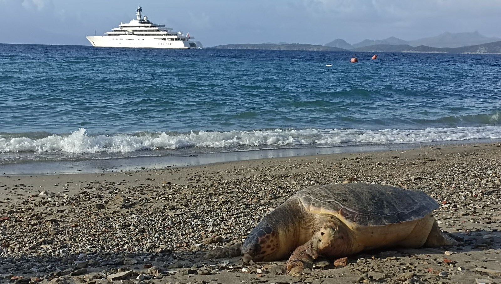 Dönemin birinci caretta yuvası müdafaa altına alındı