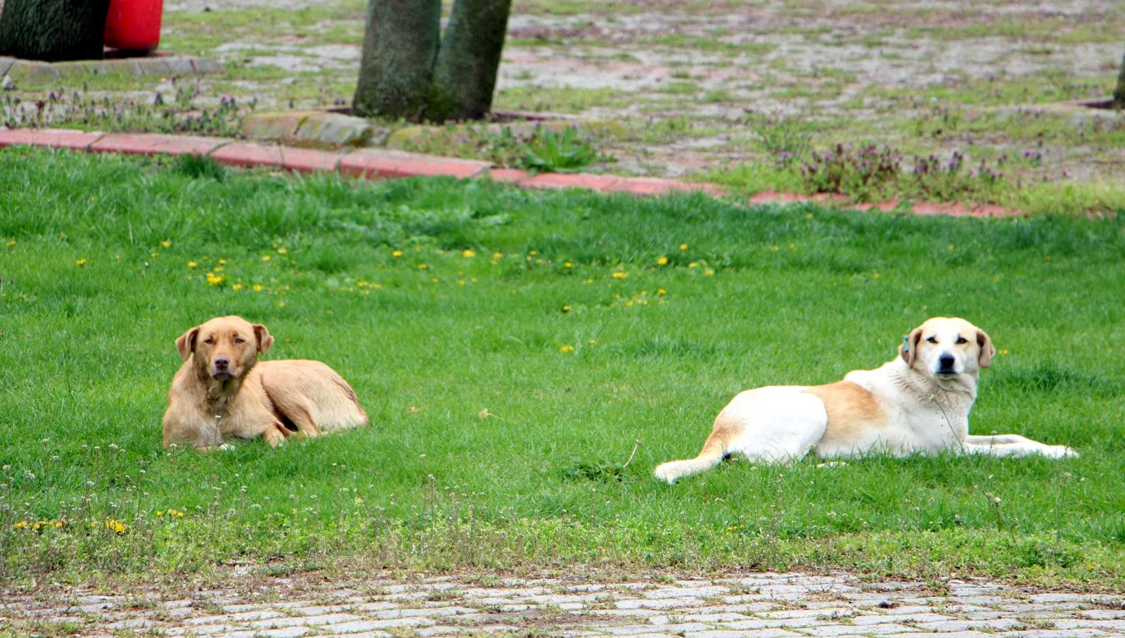 Edirne’de “sahipsiz köpekler kayboldu” savıyla hata duyurusu