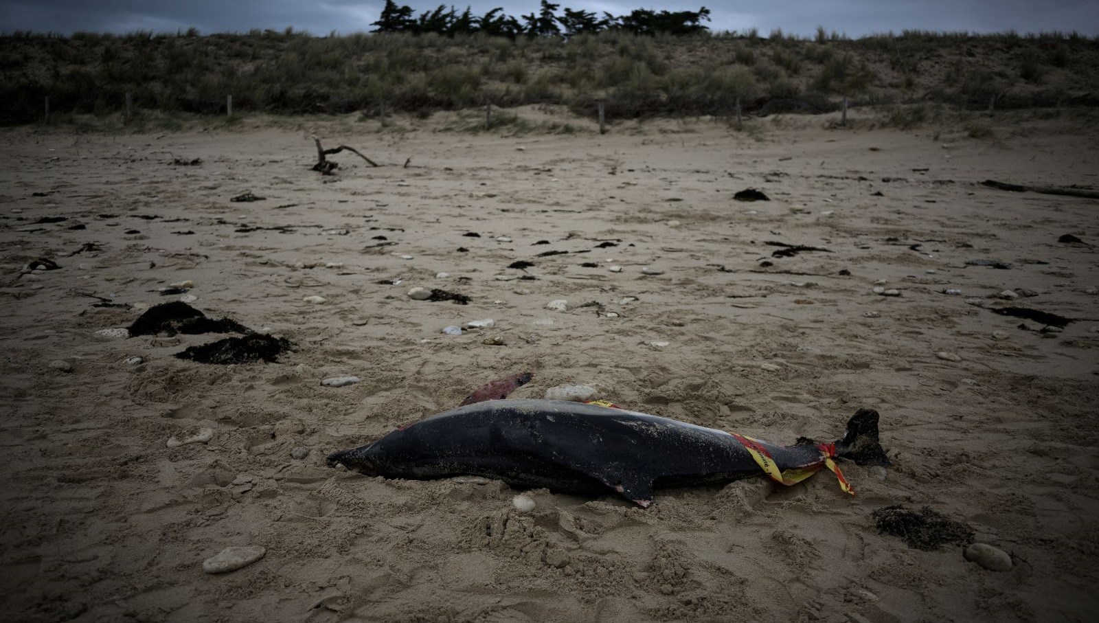 Japonya’da onlarca yunus kıyıya vurdu: Çok sayıda hayvanın ölmesi endişelendirdi