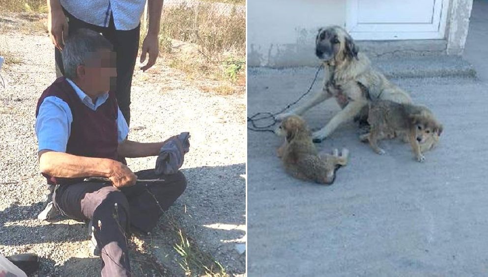 Köpeğe cinsel hücum sanığına 5 ay mahpus ve 600 TL ceza