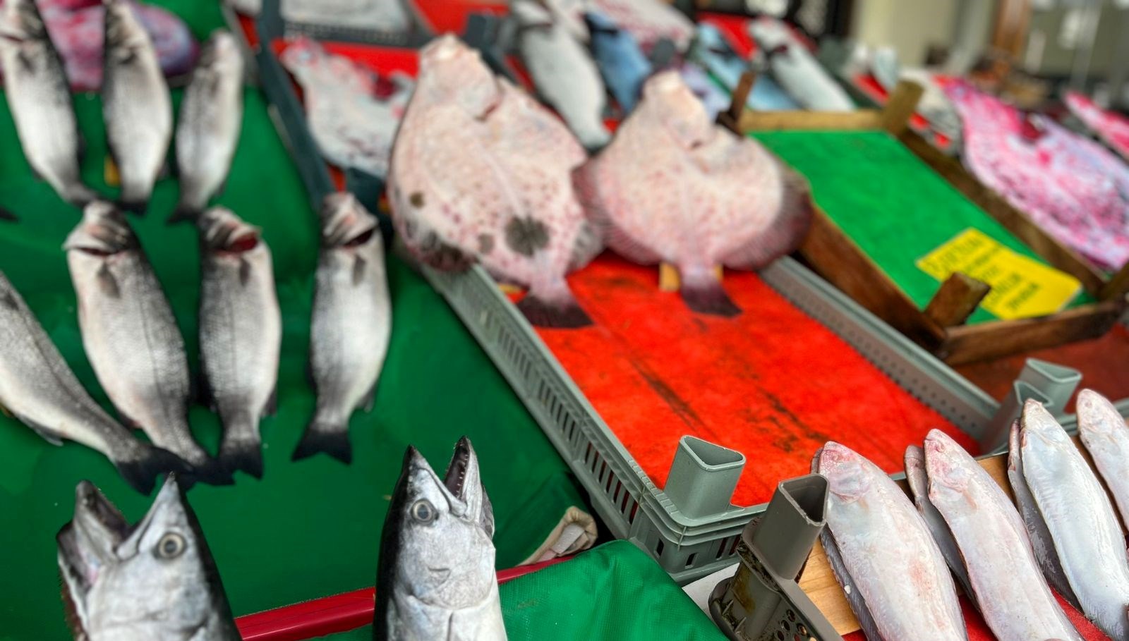 Marmara’da balık cinsleri azalıyor