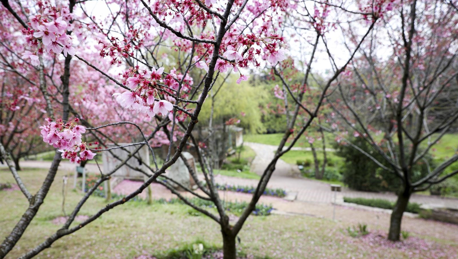 Türk-Japon dostluğunun simgesi “sakura ağaçları” İstanbul’da çiçek açtı