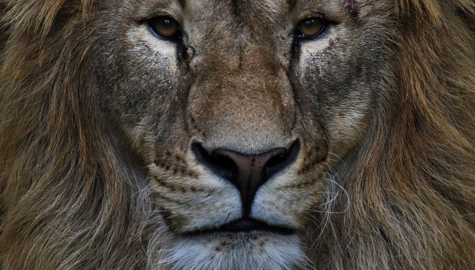 Dünyanın en yaşlı yabanî aslanlarından Loonkiito öldürüldü