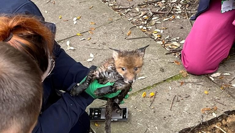 İngiltere’de yer altı borusunda sıkışan yavru tilki kurtarıldı