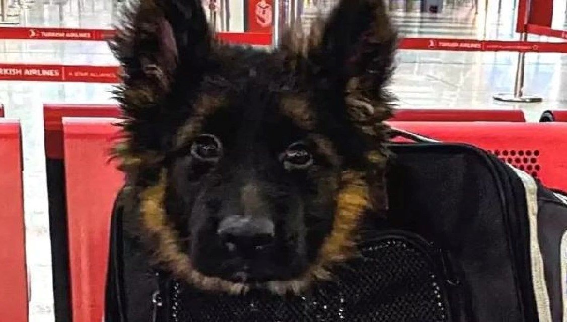 Türkiye, Meksika’ya “Proteo” anısına Alman çoban köpeği yavrusu gönderdi